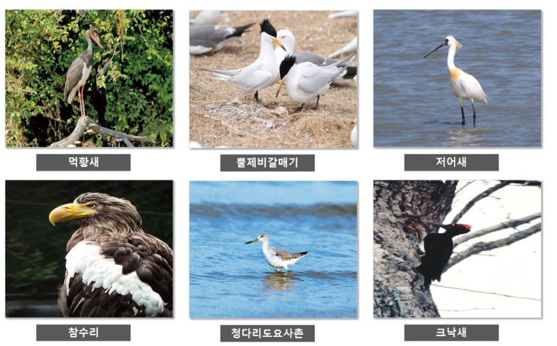 1급 멸종위기종 - 1급 멸종 위기종 종류 
