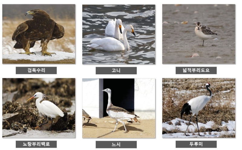 1급 멸종위기종 - 1급 멸종 위기종 종류 