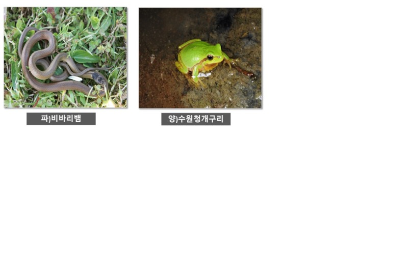 1급 멸종위기종 - 1급 멸종 위기종 종류 