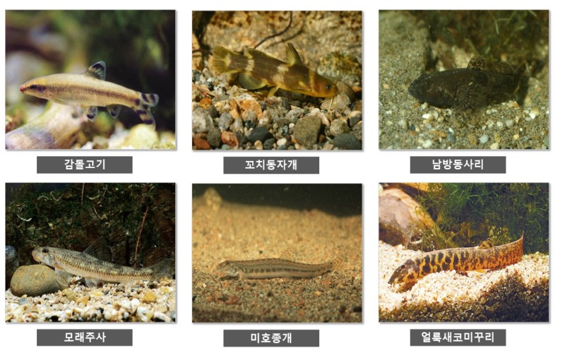 1급 멸종위기종 - 1급 멸종 위기종 종류 