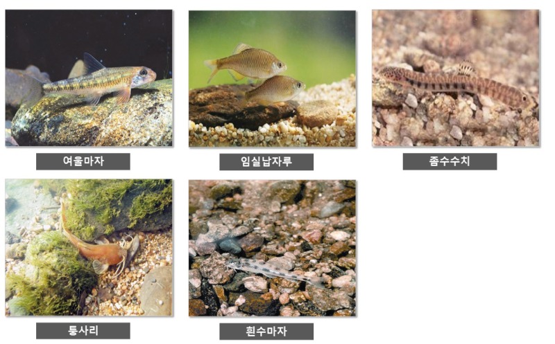 1급 멸종위기종 - 1급 멸종 위기종 종류 