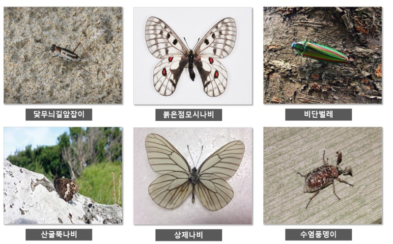1급 멸종위기종 - 1급 멸종 위기종 종류 