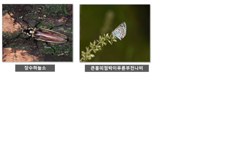 1급 멸종위기종 - 1급 멸종 위기종 종류 