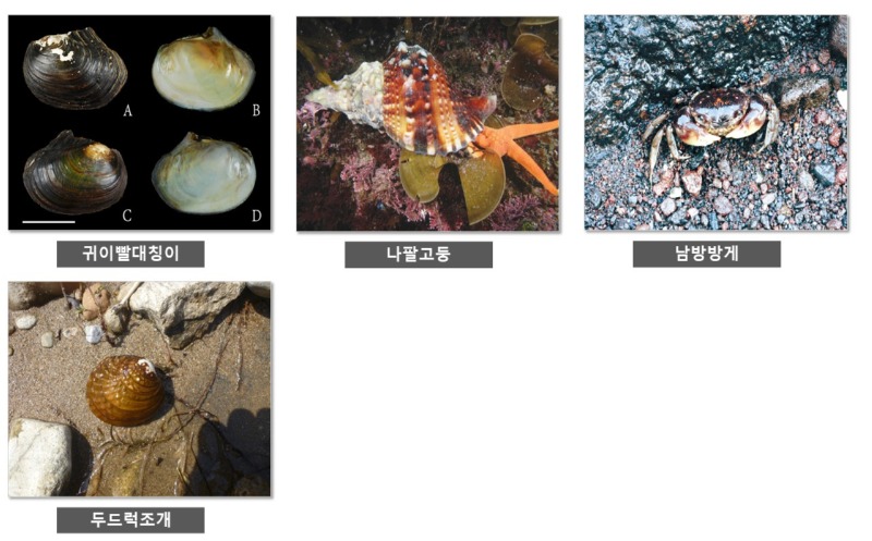 1급 멸종위기종 - 1급 멸종 위기종 종류 