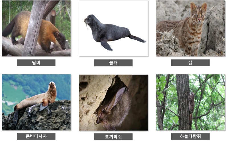 2급 멸종 위기종 - 2급 멸종 위기종 종류 
