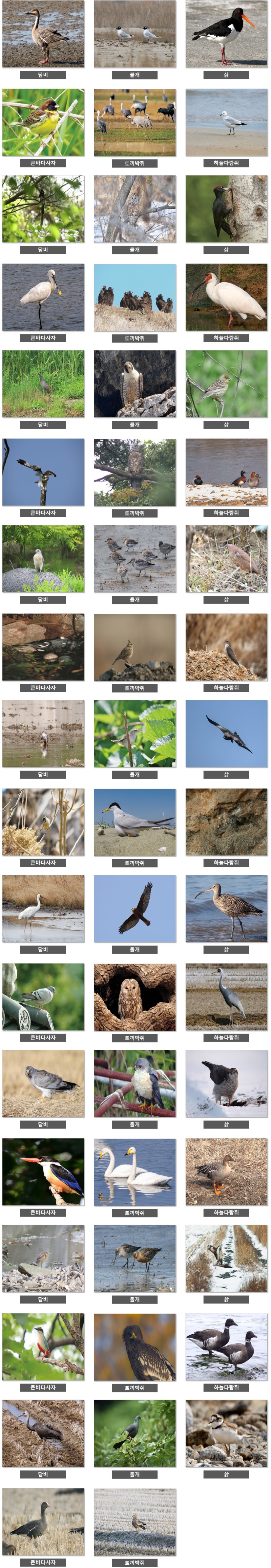 2급 멸종 위기종 - 2급 멸종 위기종 종류 