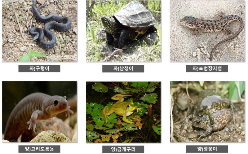 2급 멸종 위기종 - 2급 멸종 위기종 종류 
