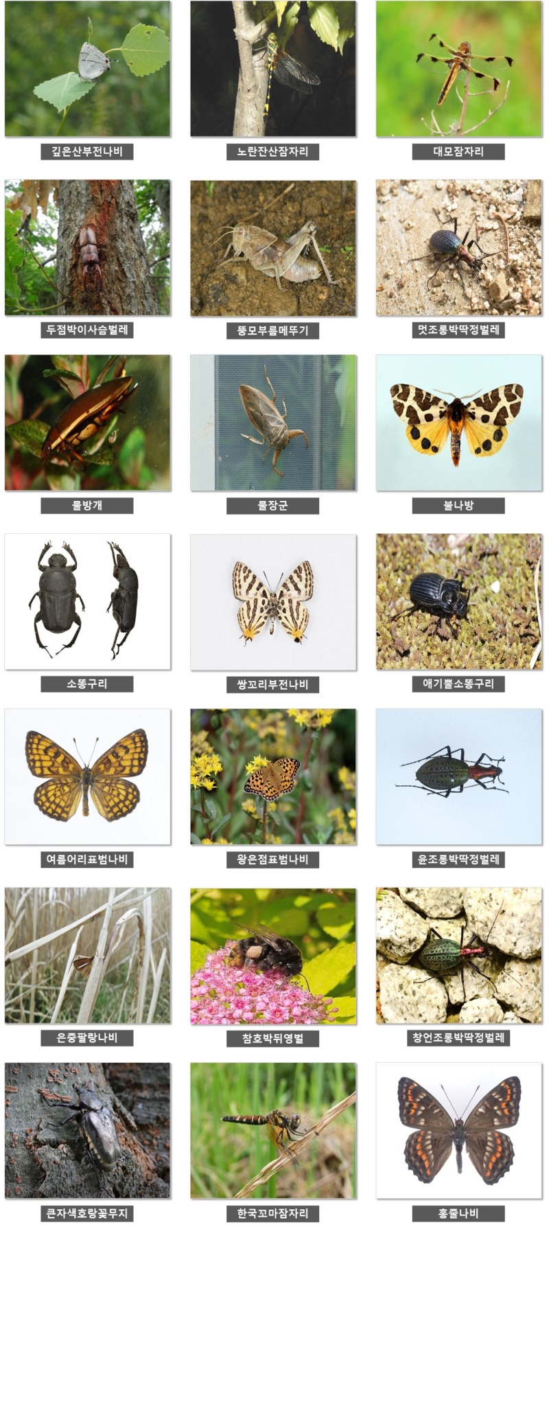 2급 멸종 위기종 - 2급 멸종 위기종 종류 