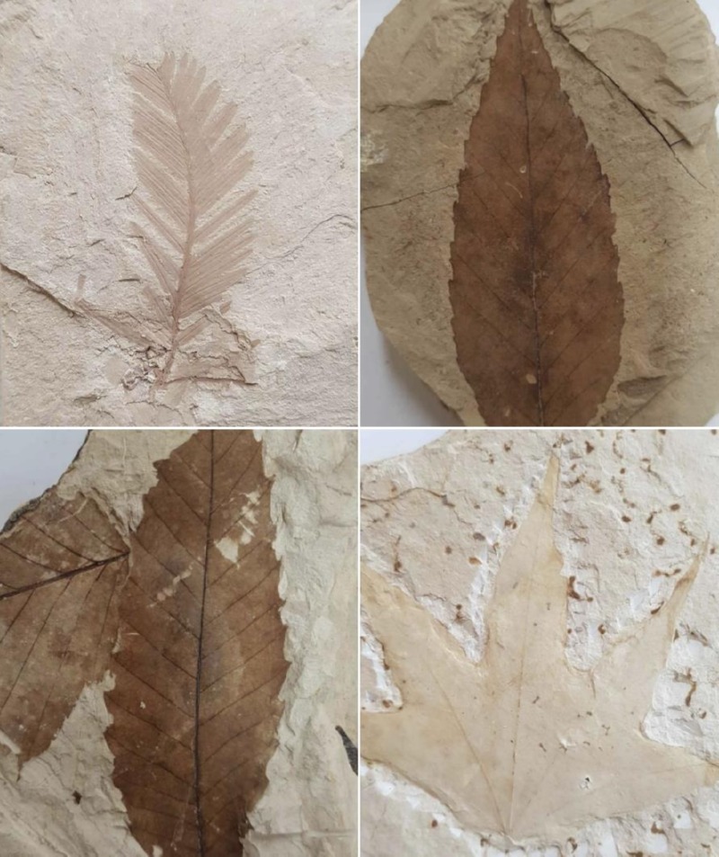 아직도 옛날 모습 그대로?? 살아있는 화석