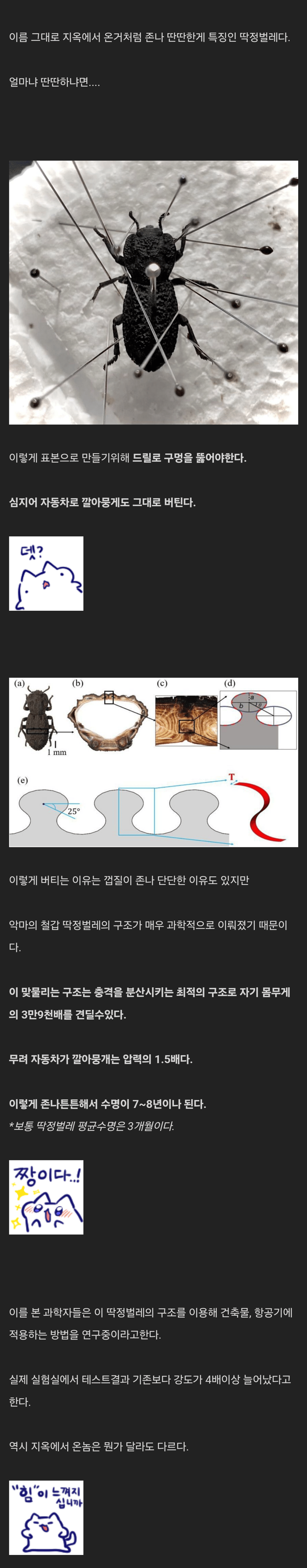 악마의 철갑 딱정벌레! 