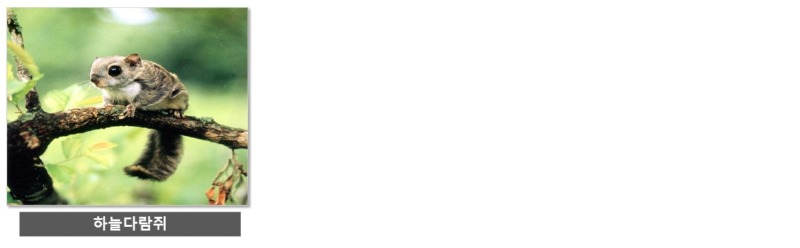 천연기념물의 종류 (동물 리스트)