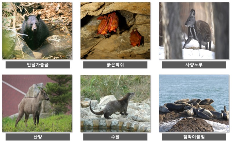 천연기념물의 종류 (동물 리스트)