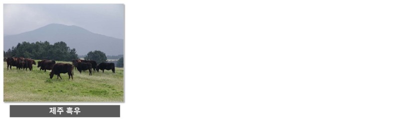 천연기념물의 종류 (동물 리스트)