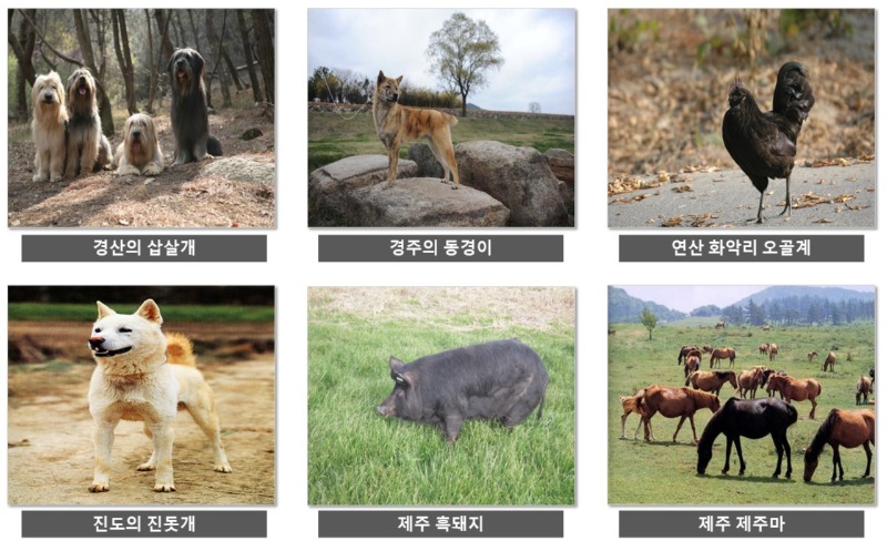 천연기념물의 종류 (동물 리스트)