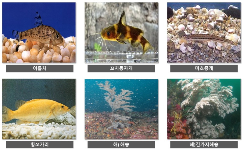 천연기념물의 종류 (동물 리스트)