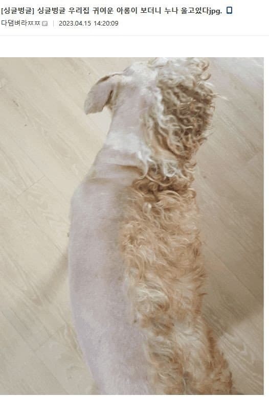 얘 미용 누가 이렇게 햇냐?