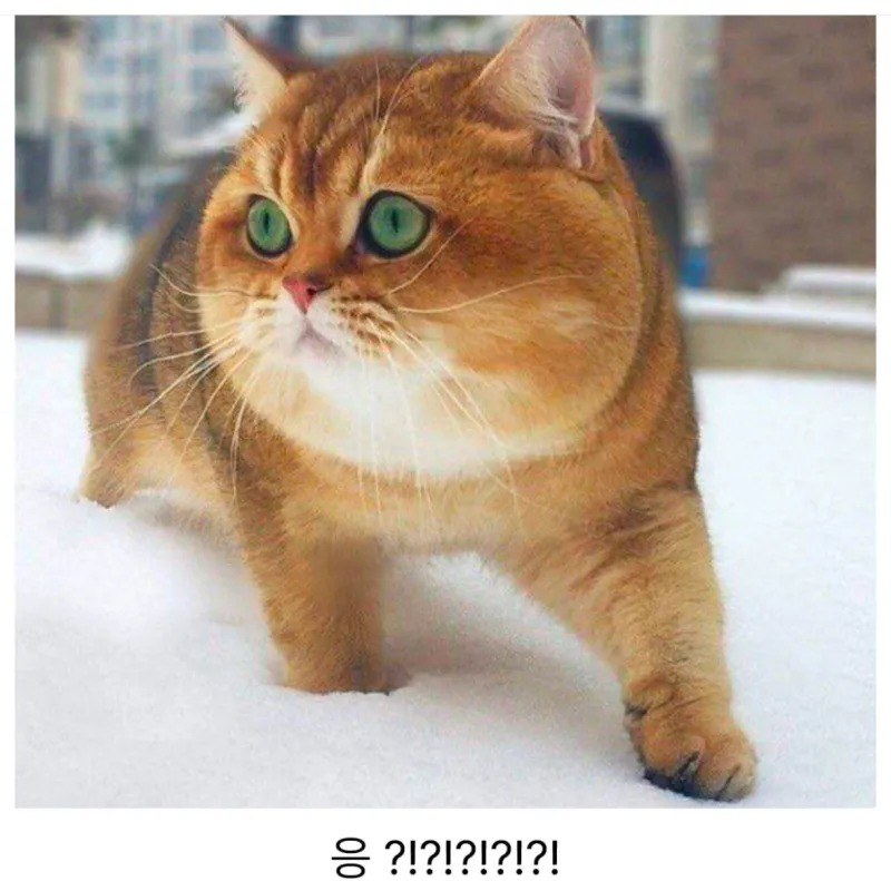 뒤태가 귀여운 시바견