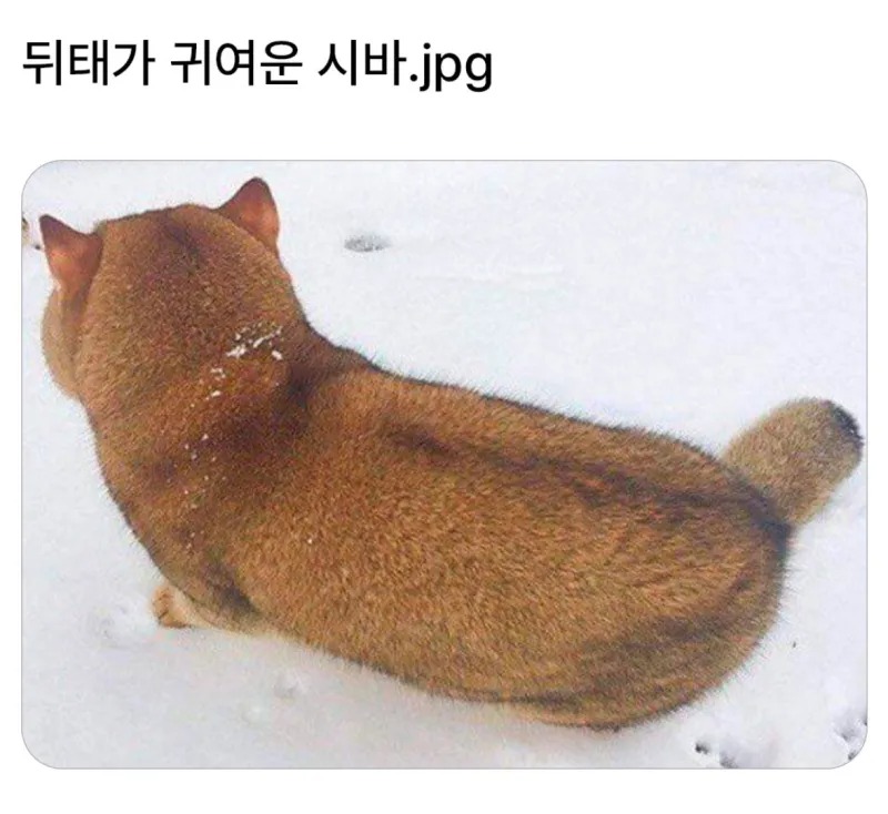 뒤태가 귀여운 시바견