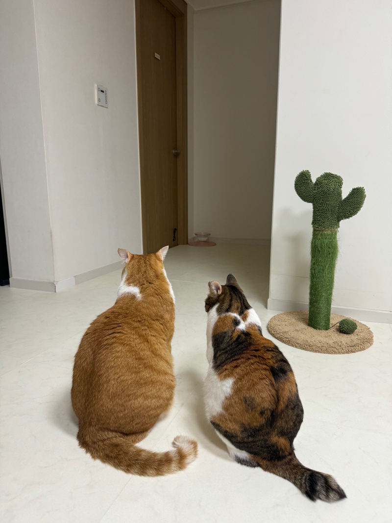 오늘두
