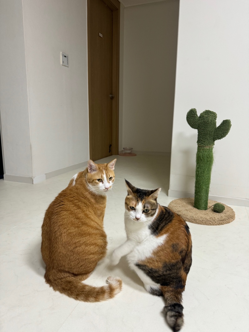 오늘두