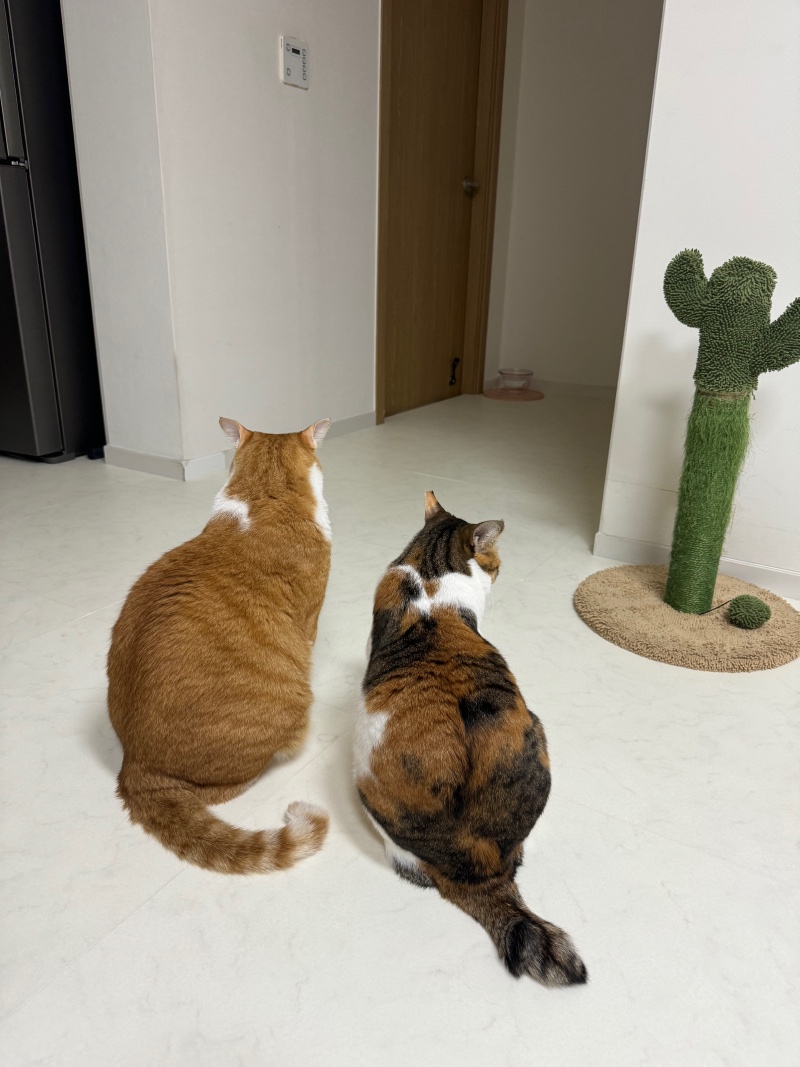 오늘두