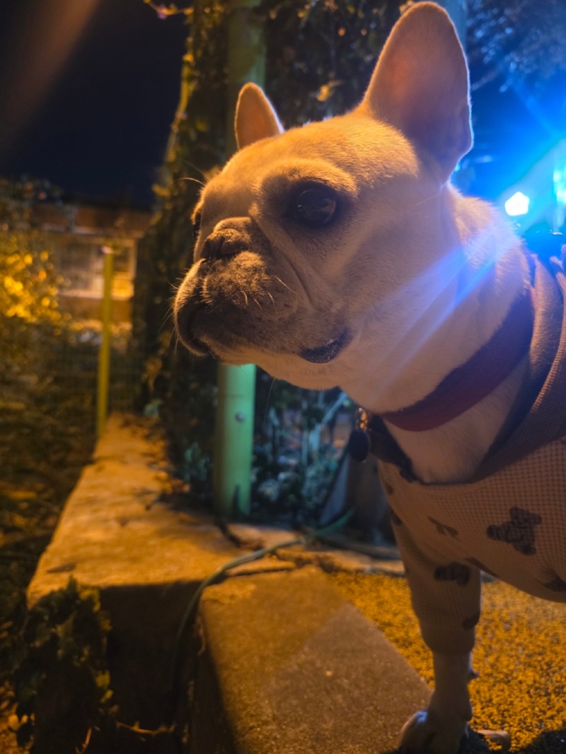 찐빵이