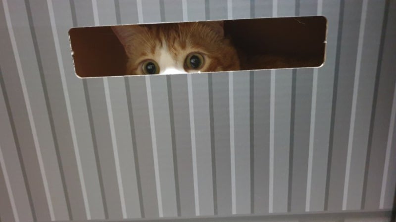 빼꼼