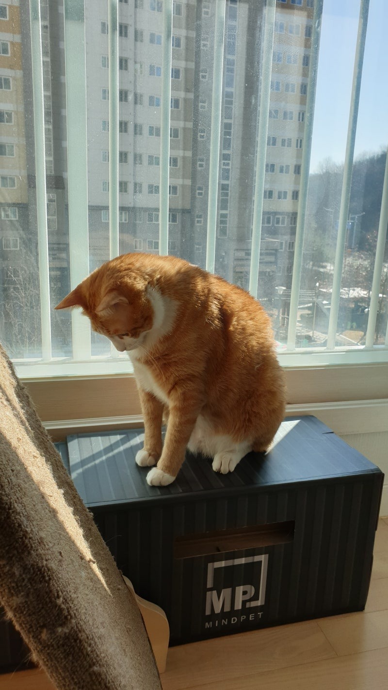 빼꼼