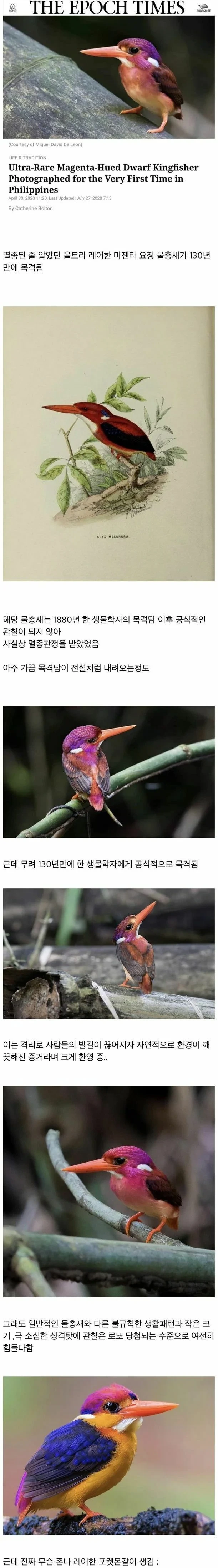 알고보니 멸종되지 않았던 희귀 딱새 