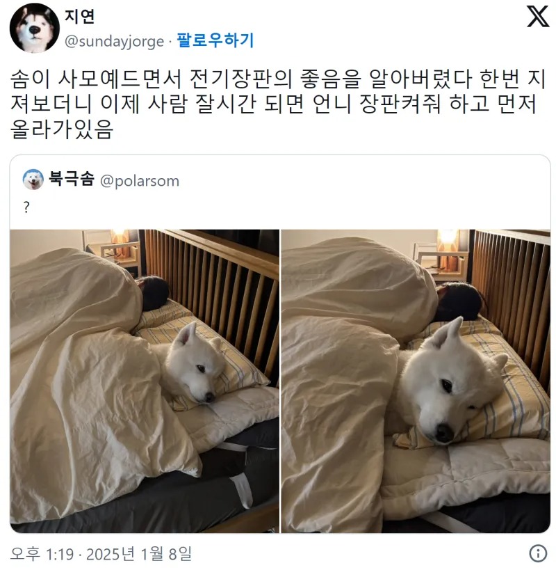 전기장판 맛을 느껴버린 강아지