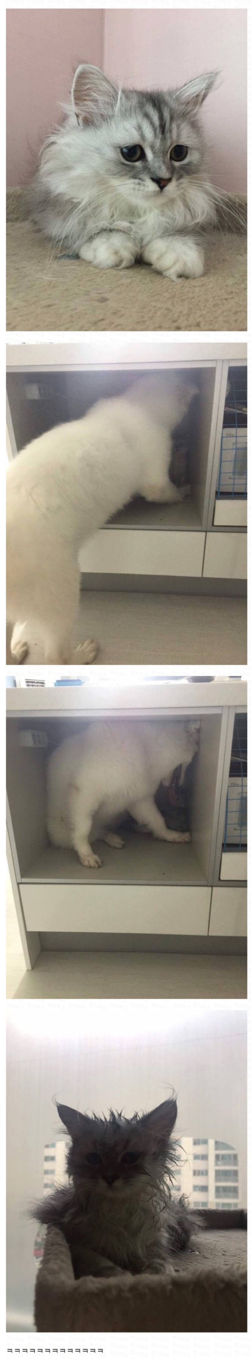 강아지가 고양이를 너무 핥아요 ㅠ 