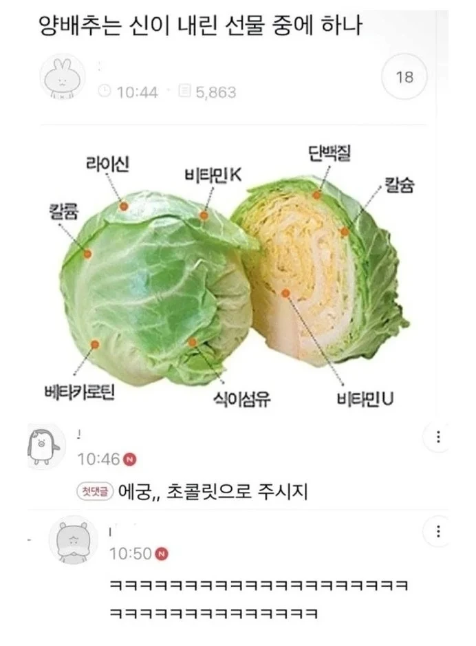 양배추는 신이 내린 선물이다 