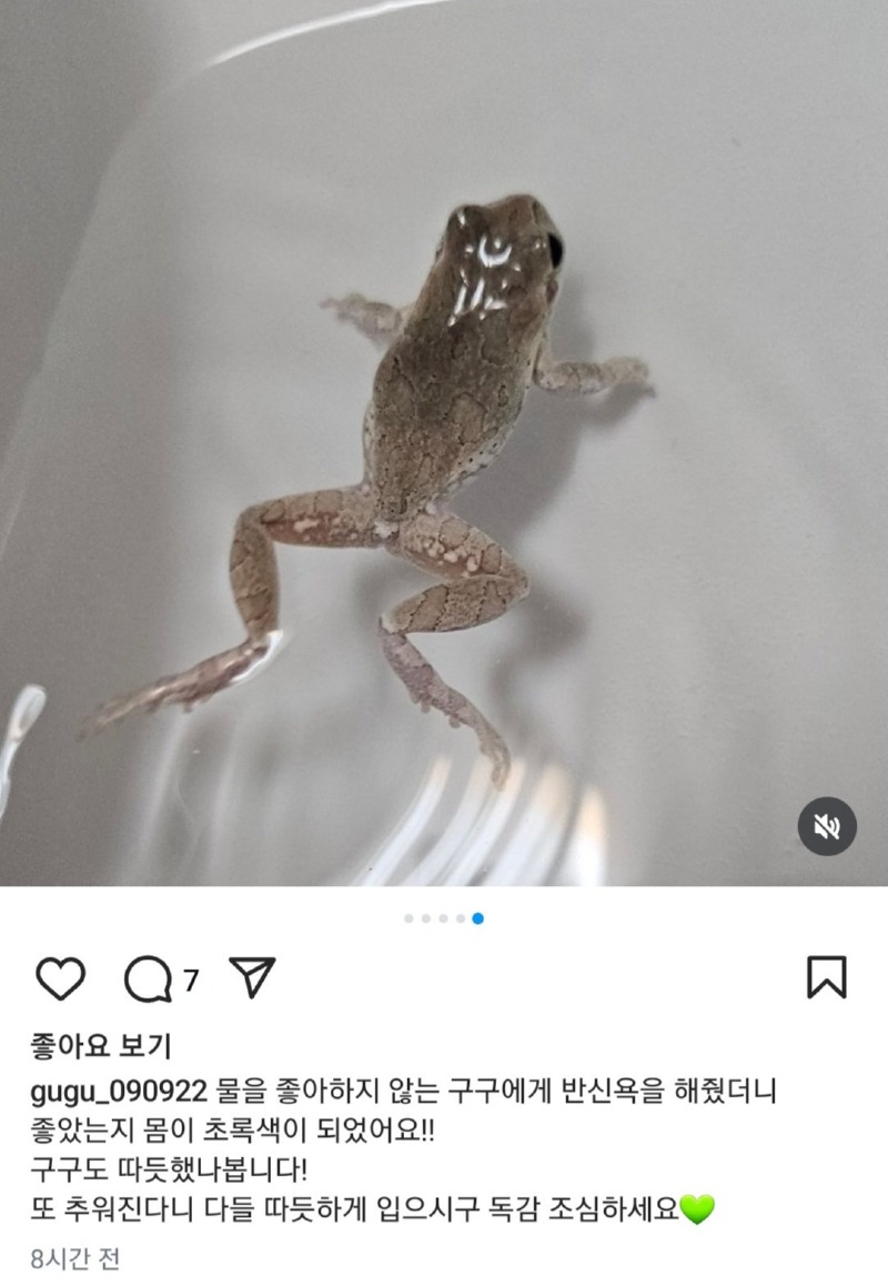 샤인머스캣에서 발견된 개구리 근황 