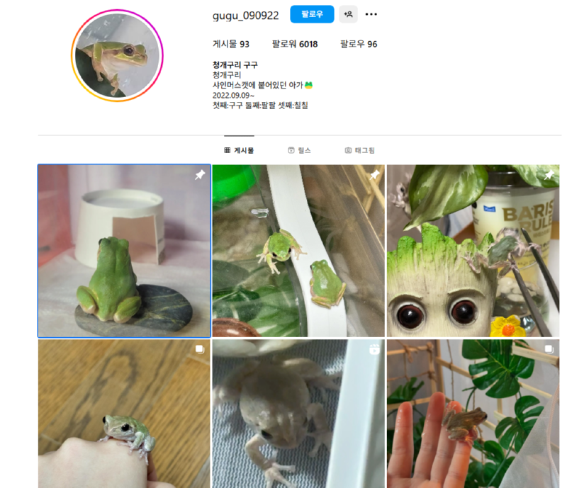 샤인머스캣에서 발견된 개구리 근황 