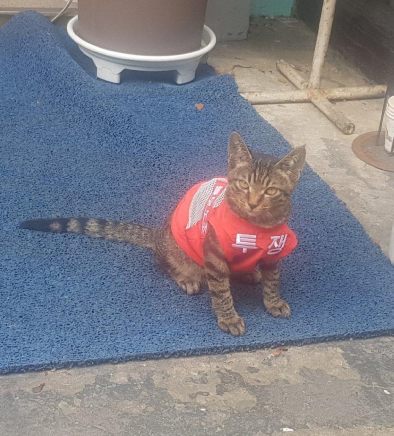 노조에서 키우던 고양이 근황 