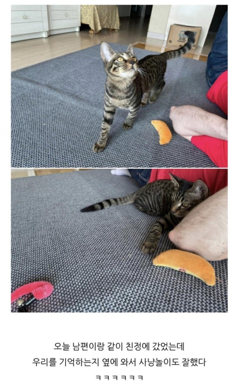노조에서 키우던 고양이 근황 