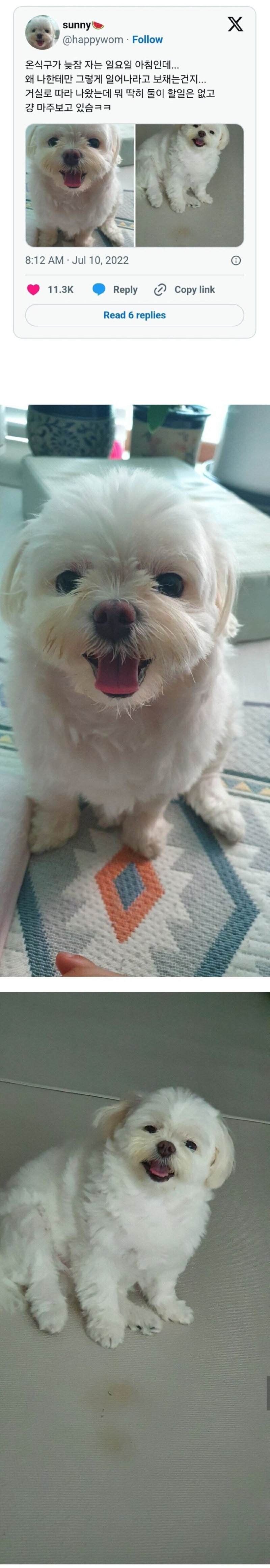 일요일 아침, 딱히 할 건 없고 강아지랑 그냥 마주앉아있음