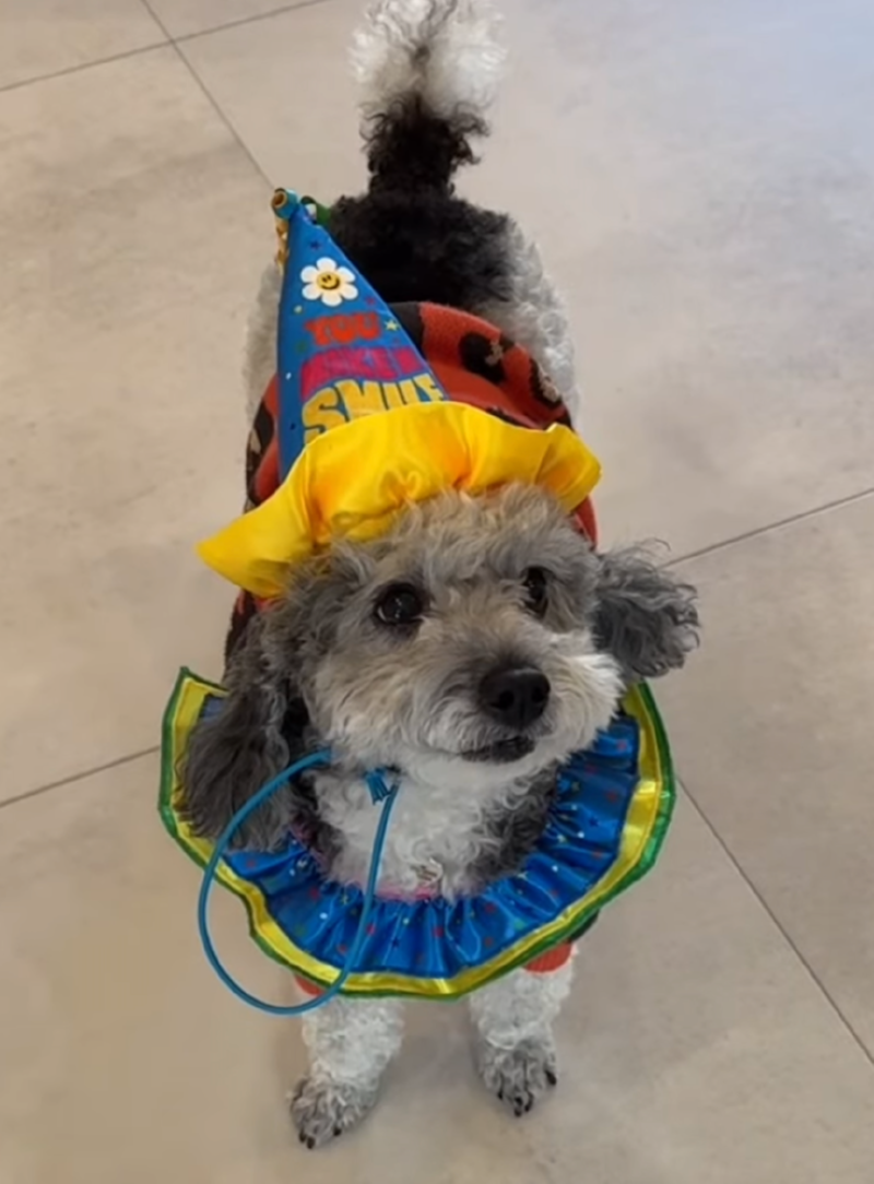 생일축하해용 내설잉