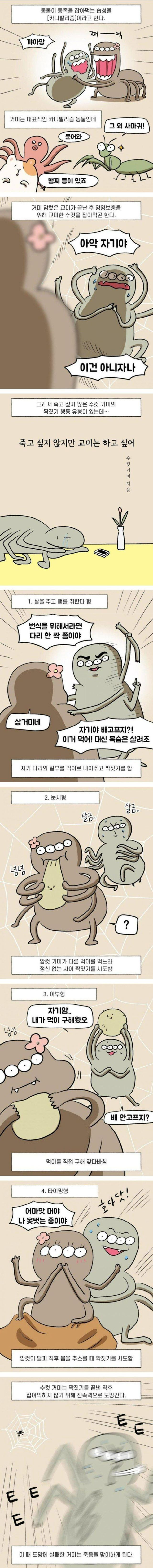수컷거미의 교미시도방법 