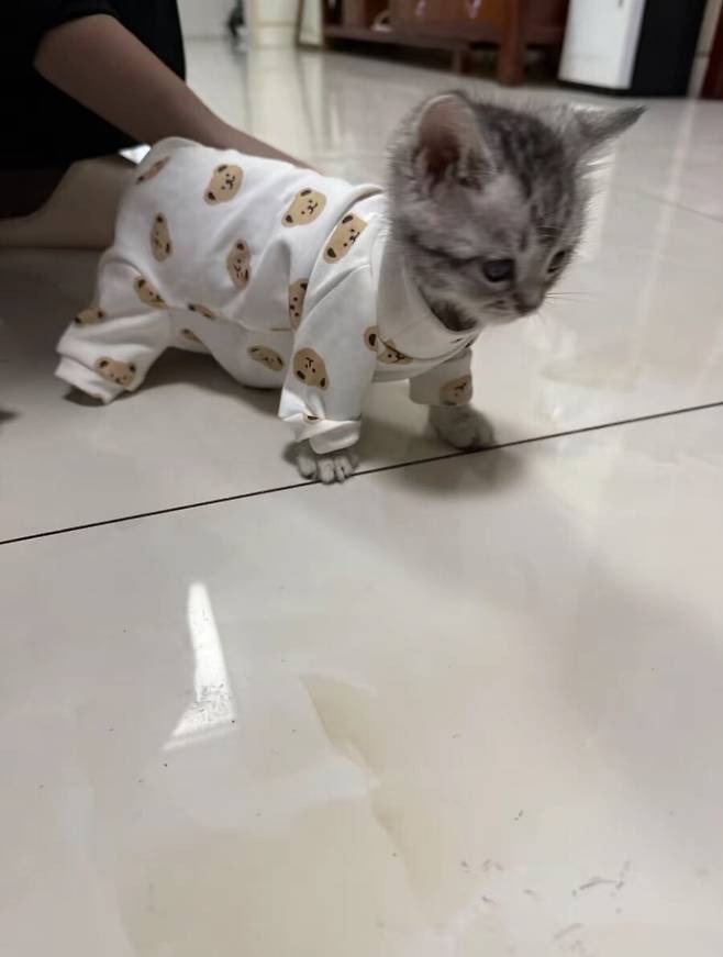 애기옷 입은 고양이 