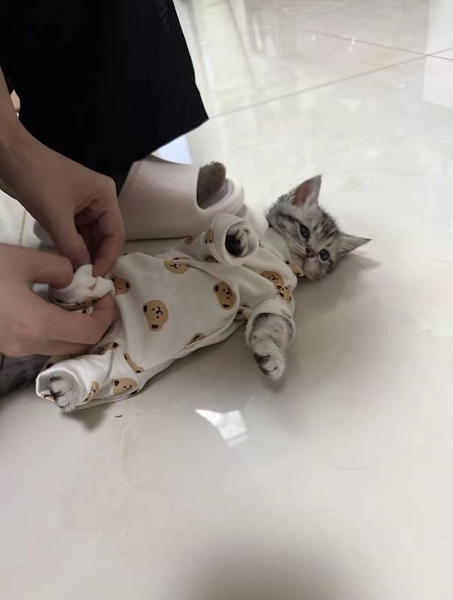 애기옷 입은 고양이 