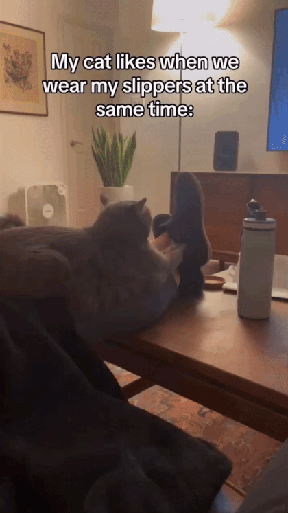 집사가 슬리퍼 신으면 같이 끼는 고냥이 