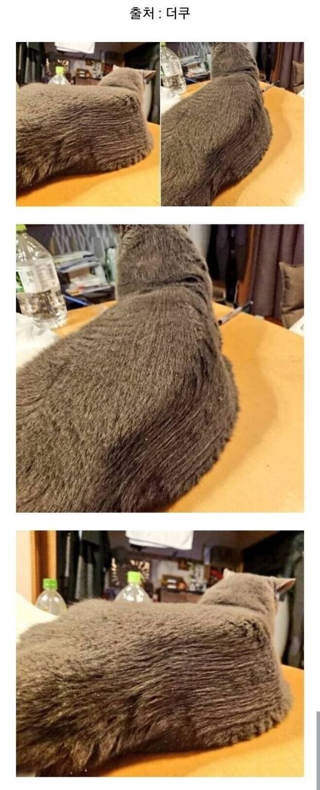 칼각 잡힌 고양이 털 빗질해주기 