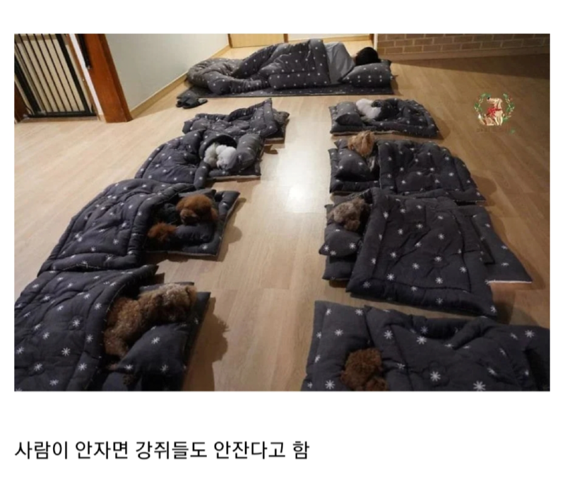 강아지 유치원 선생님들도 같이 자는 이유 