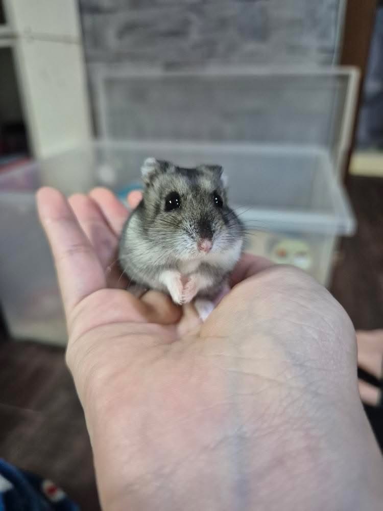 쪼끄만해 🐭🐭