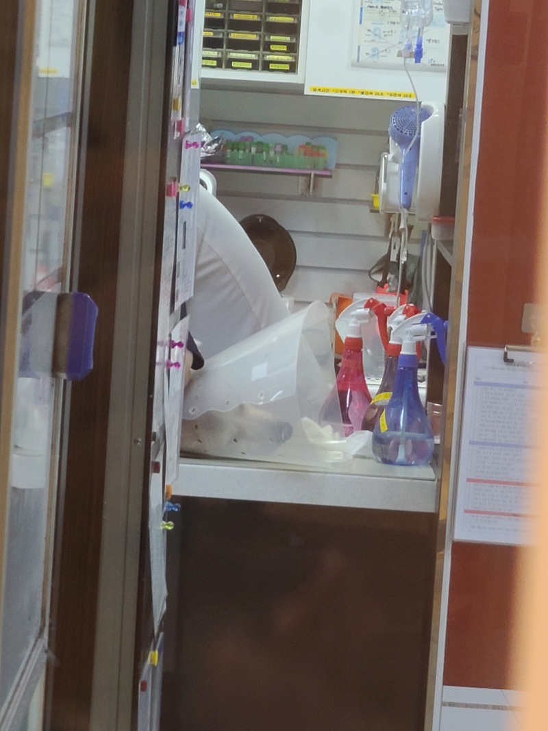 부천 24시 부천이지동물의료센터 방문 후기! 