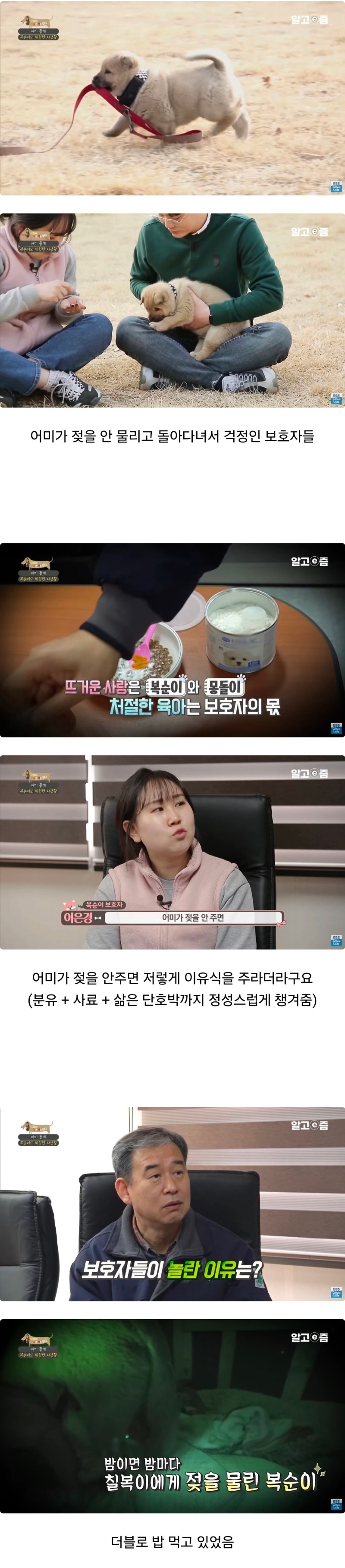 어미 개가 젖을 안물리는데도 성장이 엄청 빠른 강아지 