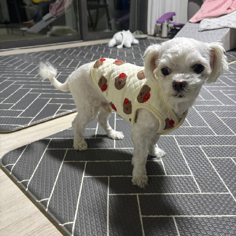 누빔조끼 강아지