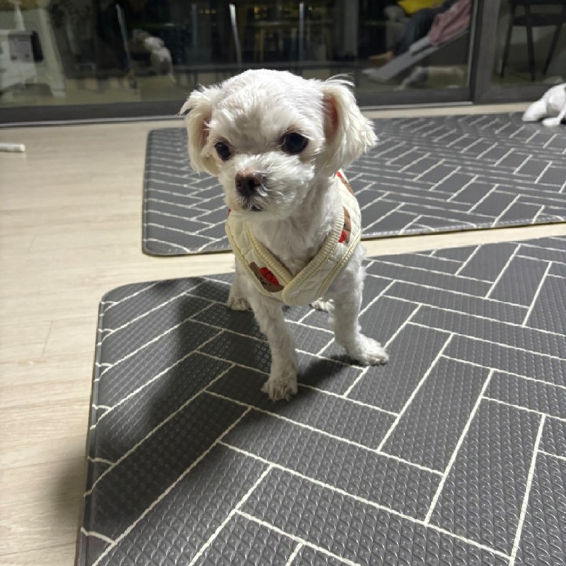 누빔조끼 강아지