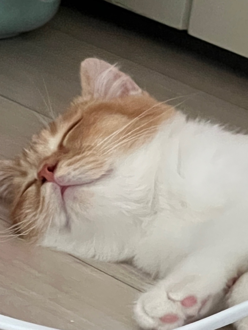 가락쓰